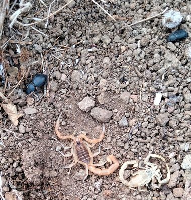 Solerantonio2 en Hamelin: Fauna  (Níjar), Alacran