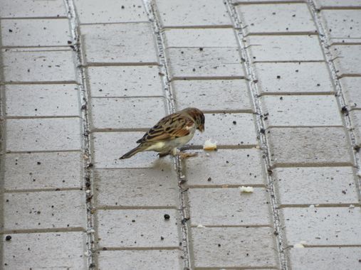 Solerantonio2 en Hamelin: Fauna  (Almería), Passer domesticus (Linnaeus, 1758), Gorrion
