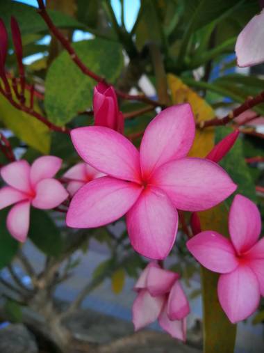Yecoxl en Hamelin: Flora  (Sincelejo)