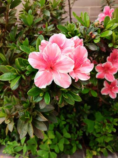Beth.stalhuth en Hamelin: Flora  (Tunja), En dos colores 🌸 #flora 