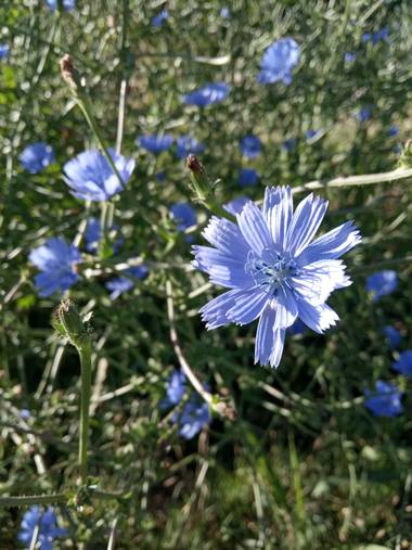 Juani✨ en Hamelin: Flora  (Victoria), Cichorium endivia, #flora21 