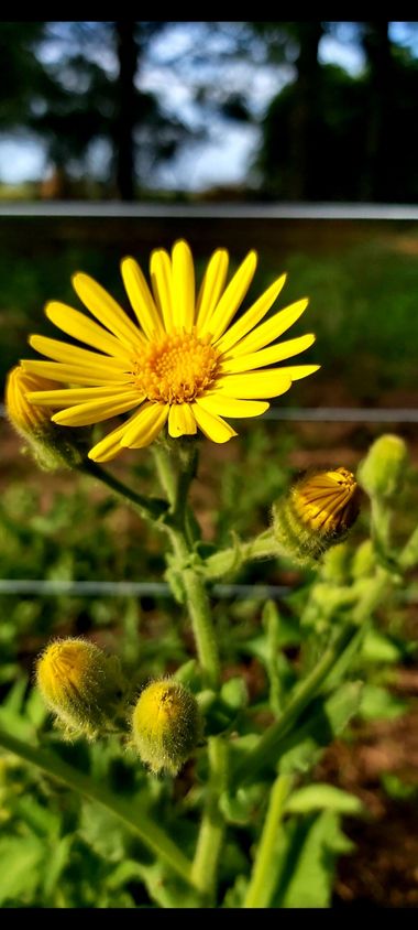 paoflor.fotos en Hamelin: Flora, Heterotheca subaxillaris