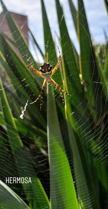 victorcevallos60 en Hamelin: Fauna  (Villa Giardino), #victorfotografias 
#villagiardinocórdoba 
#fotosnaturaleza 