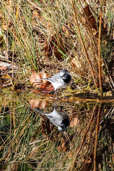 ARTURO  en Hamelin: Fauna  (Badalona), Motacilla alba Linnaeus, 1758, #Aves21