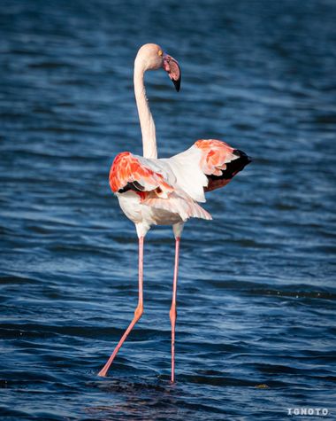 Ignoto en Hamelin: Fauna  (Campos), Phoenicopterus roseus Pallas, 1811