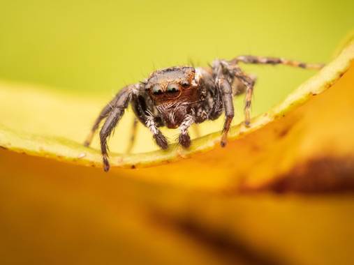 Antonio Jesús Palma Aranda en Hamelin: Fauna  (Lora del Río), Araña saltarina / Salticidae

📷 #omdem1iii
🔵 #olympus60mm
🔎 #raynox250
💡 #godoxv350o
⚪ #a...
