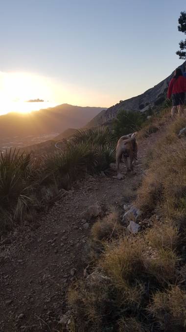 Brahiandanielv en Hamelin: Fauna  (Altea), Golden hour en Sierra de Bernia, Benidorm. De la pata de mi mejor amigo (@bironcete_marroncete en ig ) 
#natura...