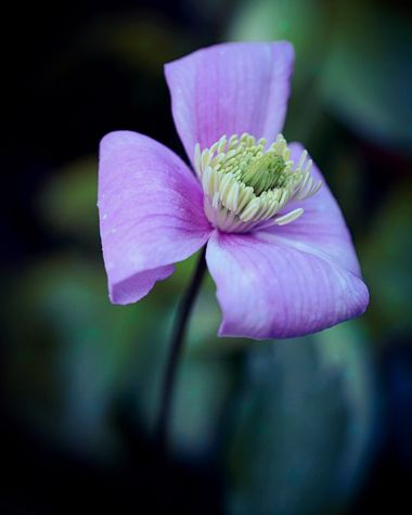 rqsalcedo en Hamelin: Flora  (Madrid), #flora 