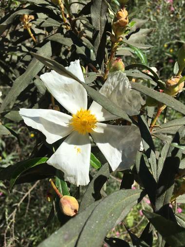 auricahk en Hamelin: Flora, Cistus ladanifer, Costa Del Sol Spain
