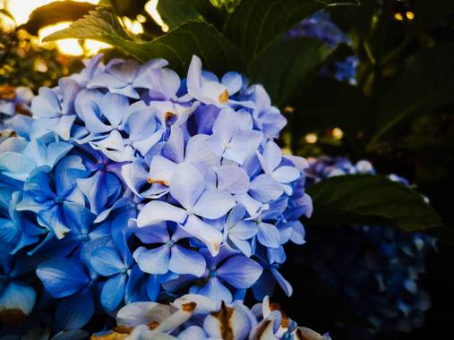 imagiaproducciones en Hamelin: Flora  (Ponferrada), Hydrangea macrophylla, #hortensia #floresvioletasyblancas #floresamarillas #floresdeprimavera #florazuc...