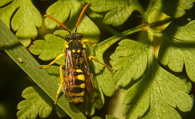 Eritz.cortazar en Hamelin: Fauna  (Bilbao), Abeja nómada de patas amarillas🐝
 
De la especie en concreto no tengo mucha informacion, sin embargo,el géner...