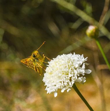 Olga.t.g76 en Hamelin: Fauna  (Mandayona), Thymelicus acteon (Rottemburg, 1775), #mariposa #mariposas #butterfly #photografy #photografic #photographer #na...