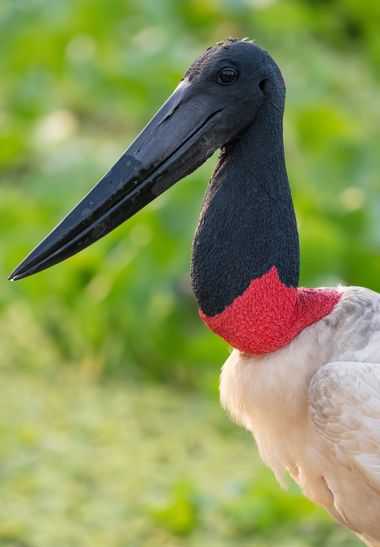 César Gil en Hamelin: Fauna  (Poconé), Jabiru mycteria (Lichtenstein, 1819), Retrato de la cigüeña más grande del Nuevo Mundo 🌎 
#aves