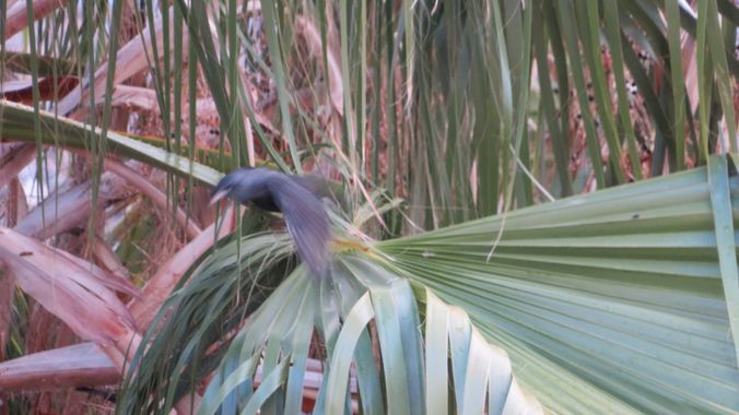 Solerantonio2 en Hamelin: Fauna  (Almería), Estornino negro al vuelo
