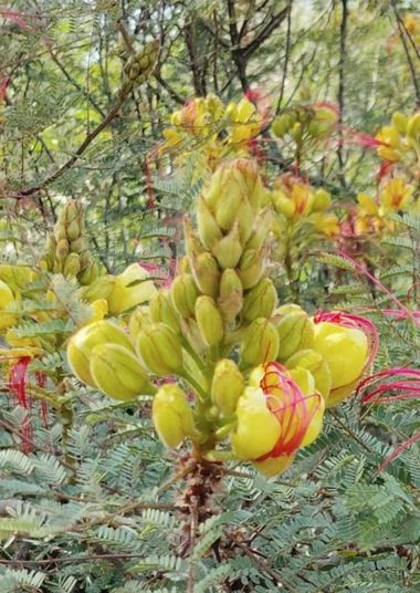 Solerantonio2 en Hamelin: Flora  (Almeria), Planta