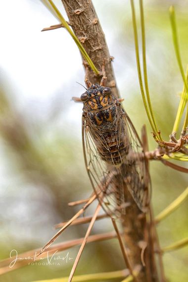 Juankafv en Hamelin: Fauna  (Cártama), Cicada barbara lusitanica Boulard, 1982, La subespecie que se encuentra en Portugal (y España) es la Cicada barbara ...