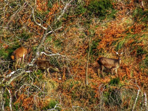 mariale en Hamelin: Fauna, Cervus elaphus
#Asturias 
Ciervos, venados 💚
