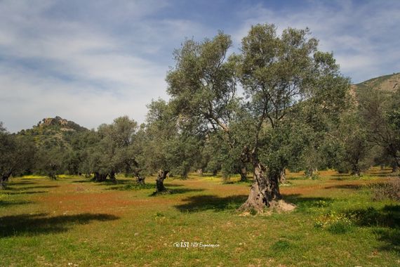 isidorogomez53 en Hamelin: Paisaje  (Vilajuïga), Olivos de Vilajuïga.

#apfb 
#paisajesdecataluña 
#paisajesdeespaña 