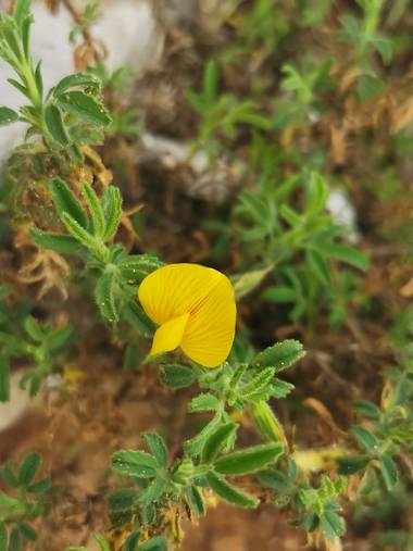 Rincon.ache en Hamelin: Flora  (Gandía), Ononis natrix, Pequeñeces #flora #florecillas#amarillo#cosaspequeñas#flores#naturaleza