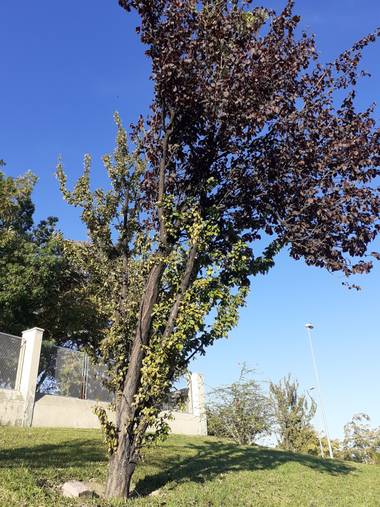 Diana Rosa en Hamelin: Flora  (Jerez de la Frontera), Ciruelo ingertado de dos colores 