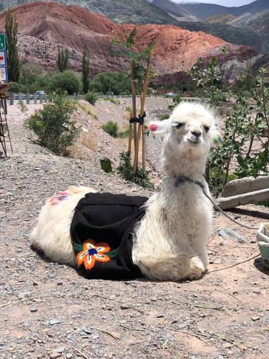 Lean Caniggia en Hamelin: Fauna  (Purmamarca), Camelidae, más conocida como Llama en mi país (Argentina). Fotografía sacada en Purmamarca, prov. de Jujuy -...