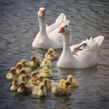 Yatoma66 en Hamelin: Fauna  (Leganés), La familia es lo mejor!