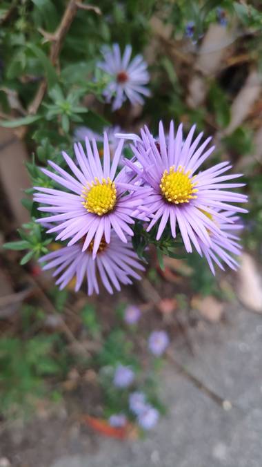 Isabel A. en Hamelin: Flora  (Sant Llorenç Savall), Aster amellus, #flora21 