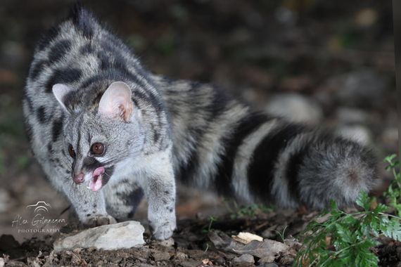 Alex Gotanegra en Hamelin: Fauna, Genetta genetta, #genettagenetta #jineta #mamiferos #mamifero #geneta #wildlife #wild #wildanimal #photo #photoanimals #...