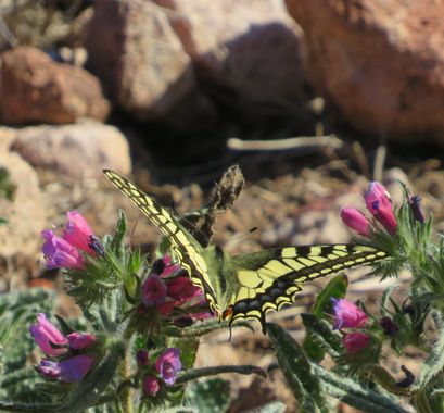 Solerantonio2 en Hamelin: Fauna  (Níjar), Insecto