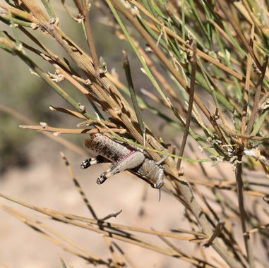 Solerantonio2 en Hamelin: Fauna  (Níjar), Insecto