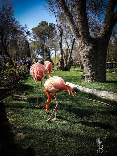 Conbyconv en Hamelin: Fauna  (Madrid), Phoenicopterus ruber Linnaeus, 1758, #aves21 