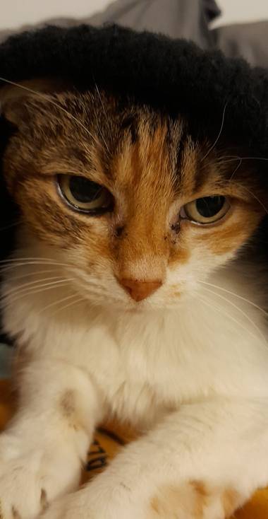 Caferhin en Hamelin: Fauna  (Santa Pola), #cosadegatos #catlovers 

Mi Pelu.