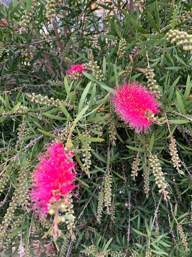 carogv1995 en Hamelin: Flora  (Archena), Callistemon citrinus, #flora21 #rosarosae