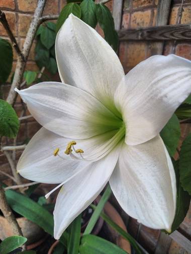 J. Inés Fuertes en Hamelin: Flora  (La Línea de la Concepción), #amarilis #elpatiodemicasa #mayo #primavera #flores 