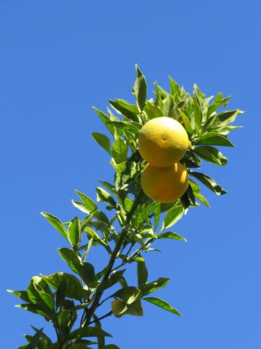 Solerantonio2 en Hamelin: Flora  (Alboloduy), Fruta