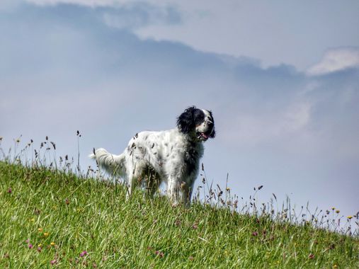 mariale en Hamelin: Fauna  (Gijón), 📸 #marialemdza 
Senda del Cervigón, Gijón. 
🐶🐶🐶
#CumpleHamelin #Asturias #norte #NorteDeEspaña #España #Spain #azul...