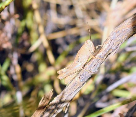 Solerantonio2 en Hamelin: Fauna  (Camino Viejo), Insecto