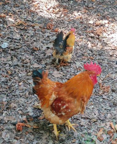 Anaortega2010 en Hamelin: Fauna  (Las Rozas de Madrid), #gallina 