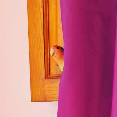 gisca72 en Hamelin: Fauna, #aves21 