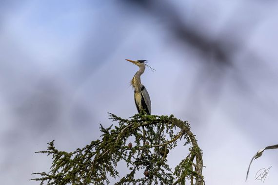 Roberca06 en Hamelin: Fauna  (Gijón), Ardea cinerea Linnaeus, 1758, #aves #naturaleza #wildlife #pajaros 