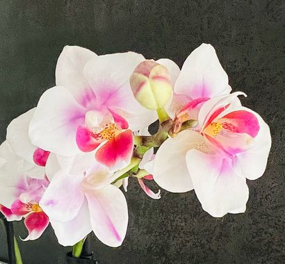 su en Hamelin: Flora  (Gelves), Phalaenopsis amabilis, #orquidea #flores 