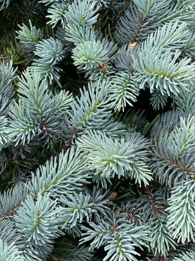 Marisol en Hamelin: Flora  (Madrid), #arbustos #naturaleza 