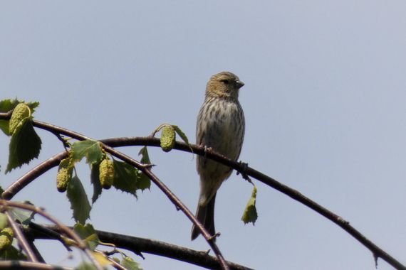 mariale en Hamelin: Fauna, Serinus serinus (Linnaeus, 1766), 📸 #marialemdza
martes, 02/08/2022 
#Naturaleza #BellezaNatural #pajaritos #Felicidad #Montañ...