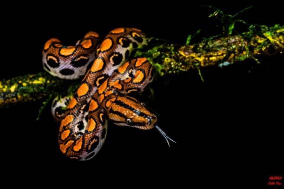 Pabloalbertopaez en Hamelin: Fauna  (Archidona), #boaarcoiris 