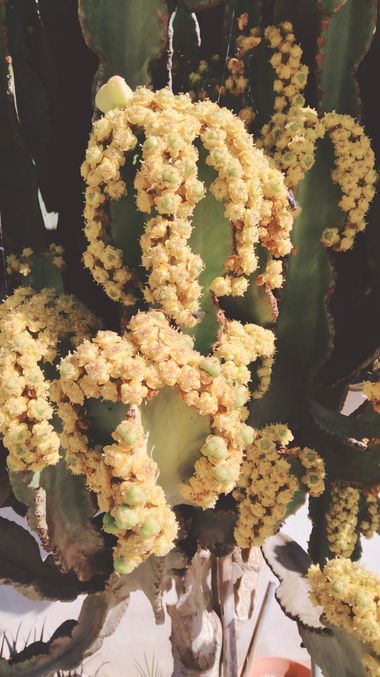 Solerantonio2 en Hamelin: Flora  (Almería), Euphorbia murielii, Cactus