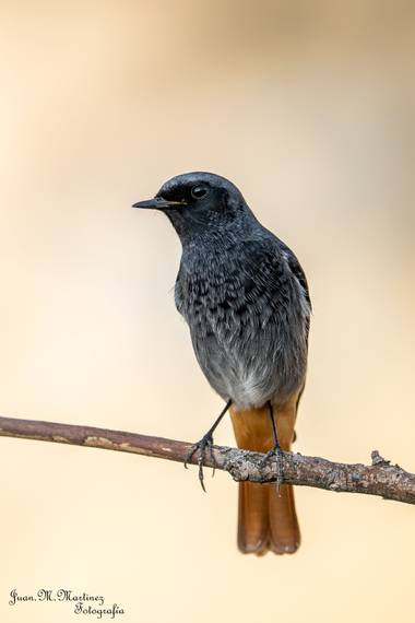 guachinaty1 en Hamelin: Fauna  (Santa Elena), Phoenicurus ochruros (S. G. Gmelin, 1774), El colirrojo tizón ​ es una especie de ave paseriforme de la famil...