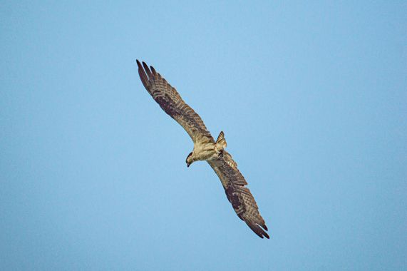 Juanca Sanabria en Hamelin: Fauna  (Sitionuevo), Pandion haliaetus (Linnaeus, 1758), #birding #birdwatching #osprey 