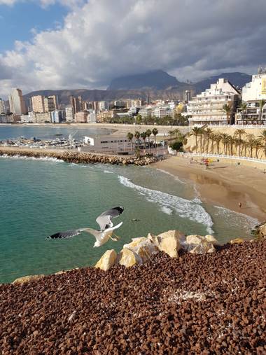 Naisteodoro en Hamelin: Fauna  (Benidorm)