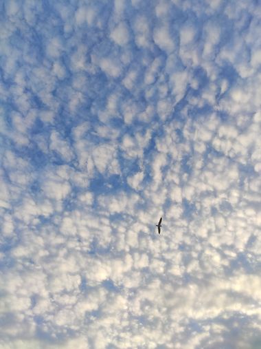 98sandrarufo en Hamelin: Paisaje  (Huelva), #nubes #cielo #cieloazul #gaviota #farola #tardesdeverano 