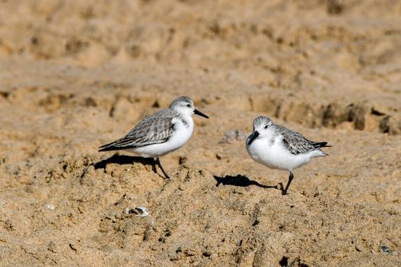 Ninigabi en Hamelin: Fauna  (Isla Cristina), Calidris alba (Pallas, 1764), #comelimo